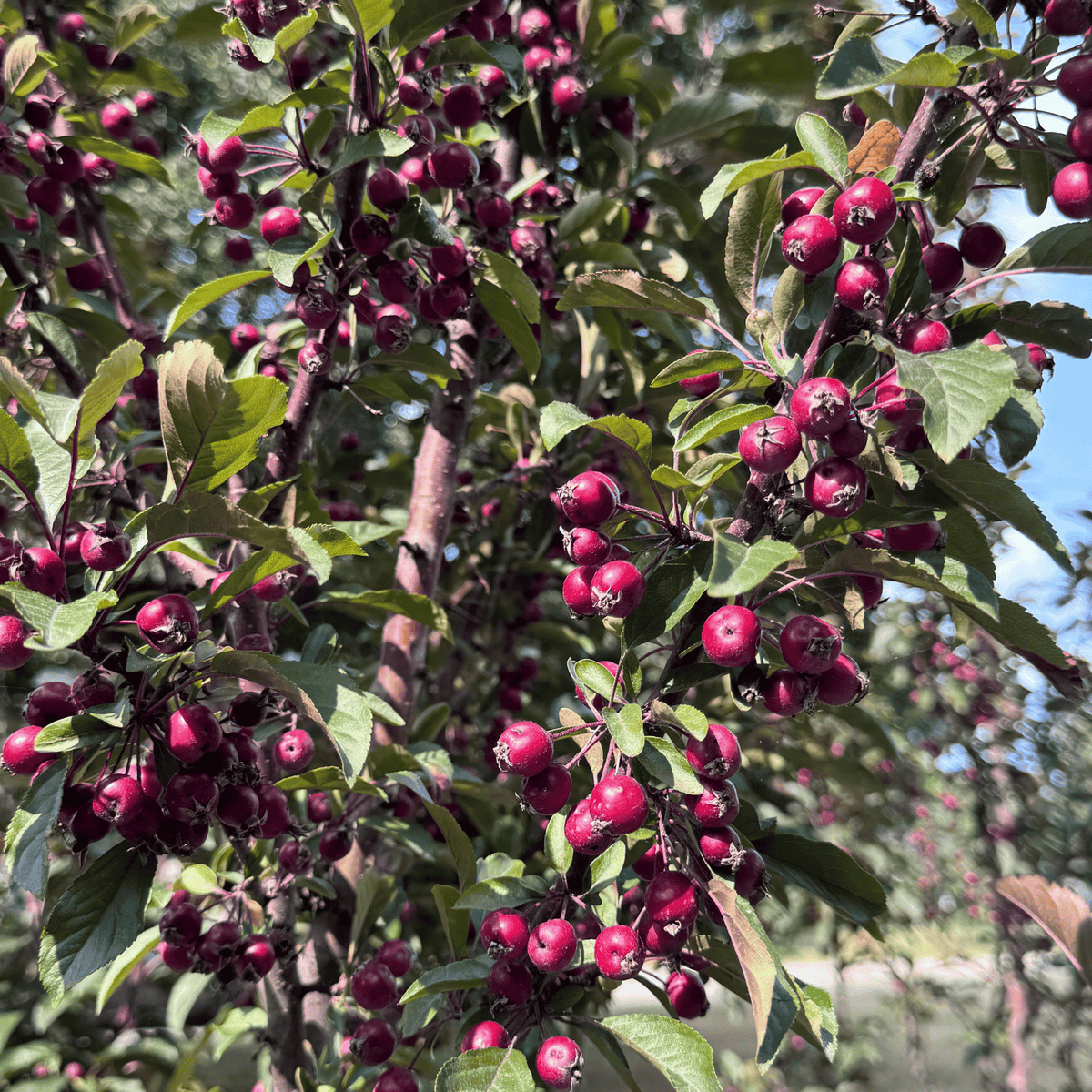 Raspberry Spear Crabapple Low Branch