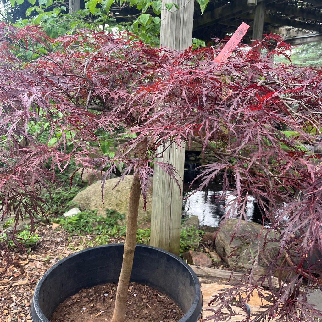 Red Dragon Japanese Maple