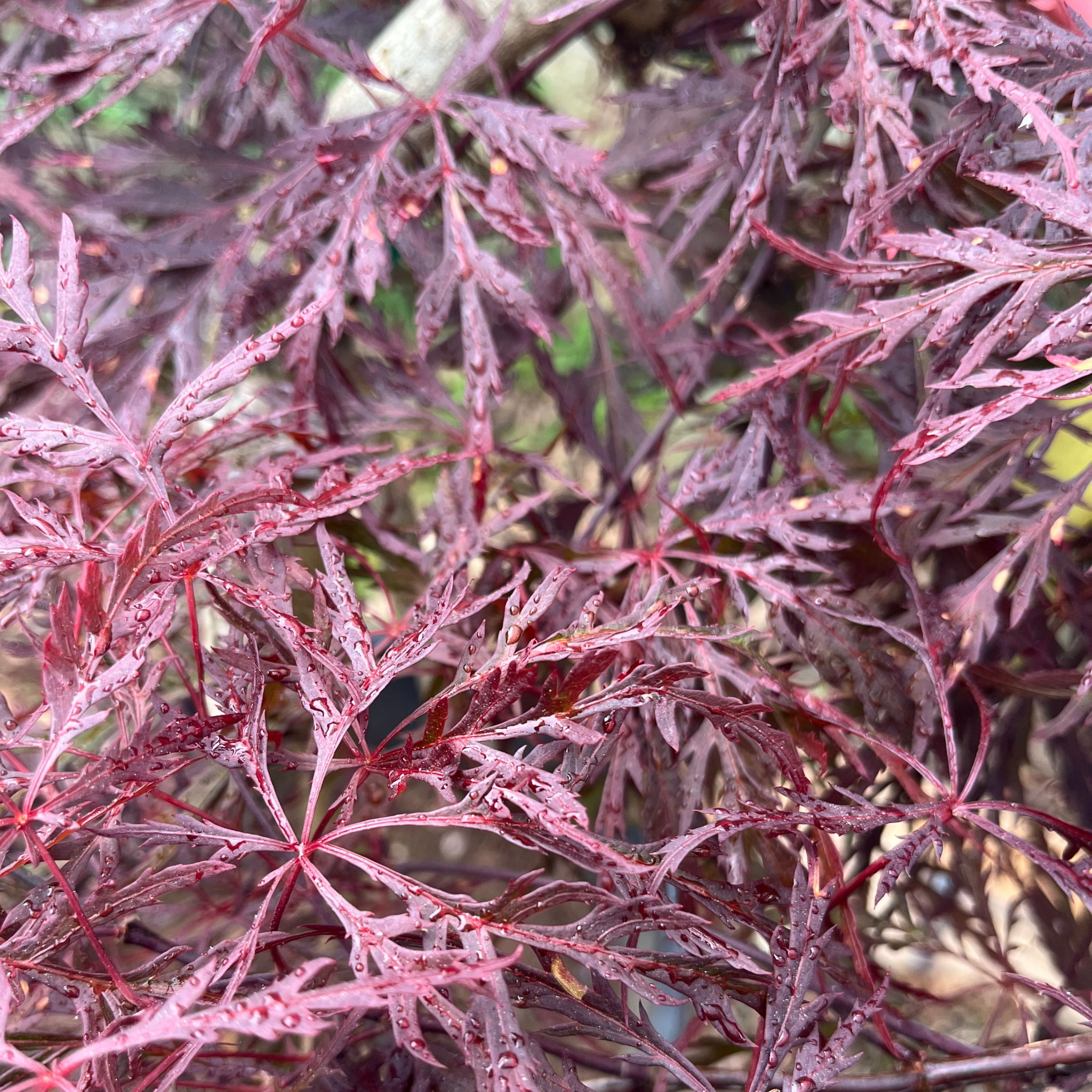 Red Dragon Japanese Maple