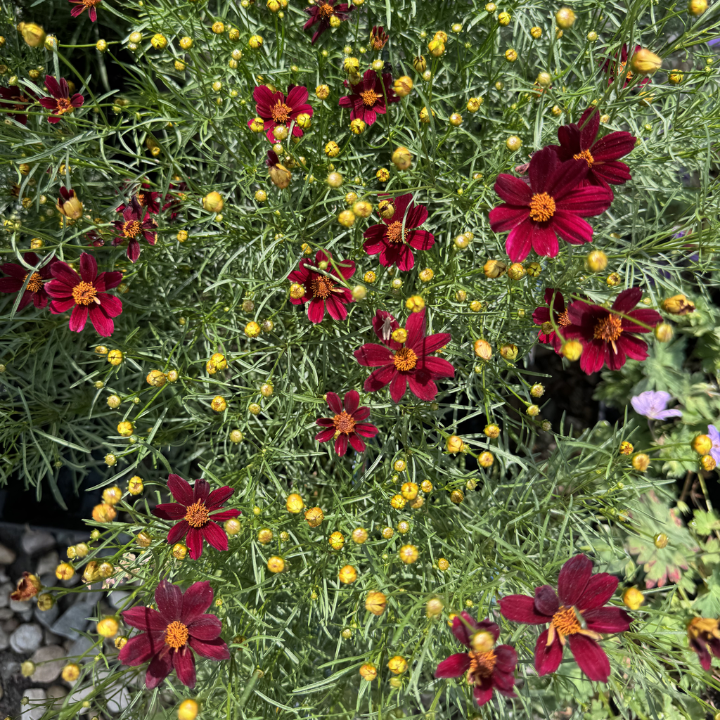 Red Satin Coreopsis