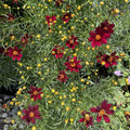 Red Satin Coreopsis