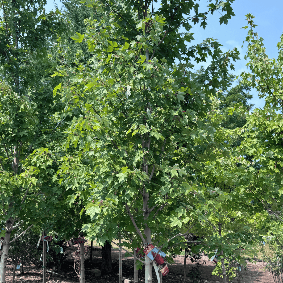 Redpointe Maple