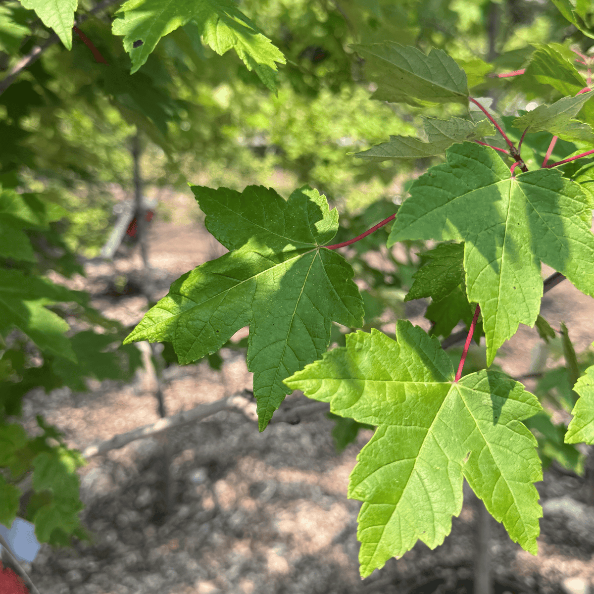 Redpointe Maple
