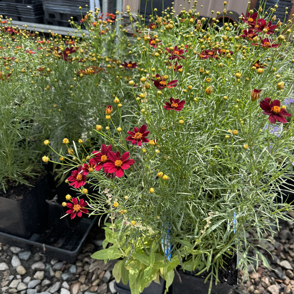 Red Satin Coreopsis