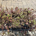 Rhubarb Sedum
