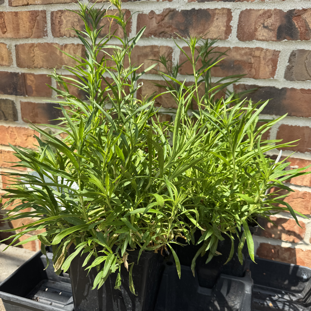 Rockin Pink Magic Dianthus
