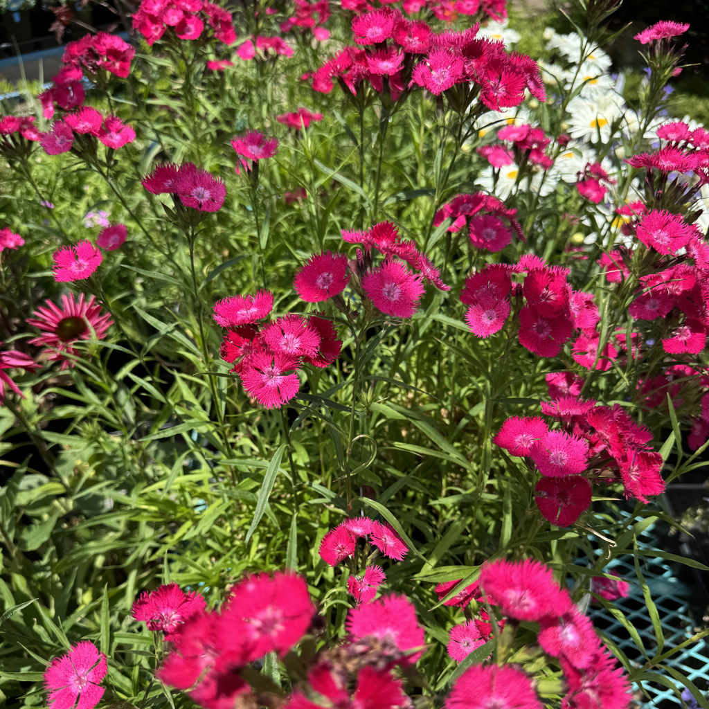 Rockin Rose Dianthus