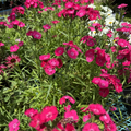 Rockin Rose Dianthus