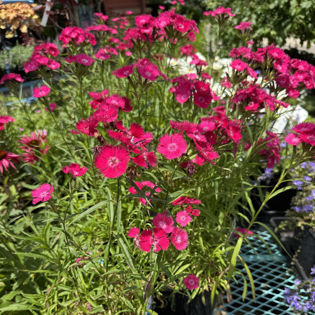 Rockin Rose Dianthus