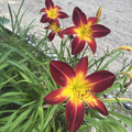 Ruby Spider Daylily
