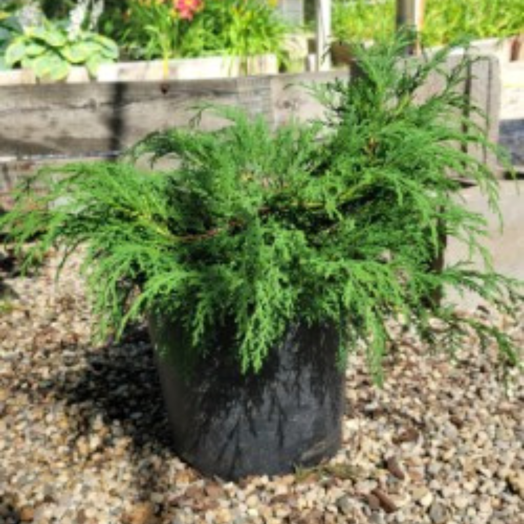 Russian Cypress