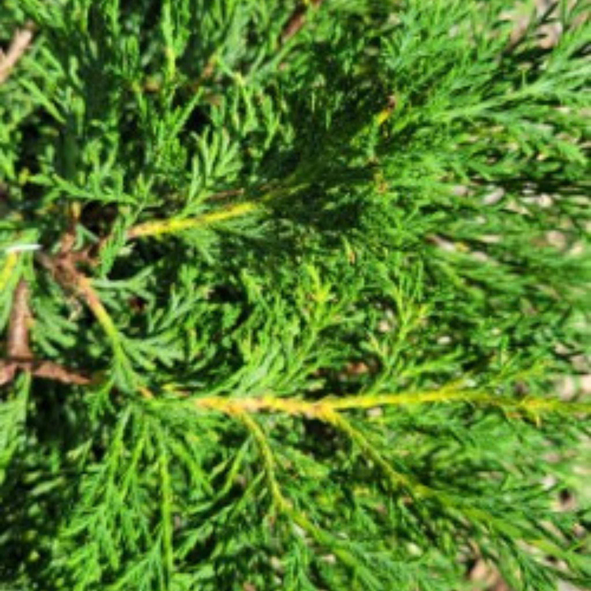 Russian Cypress
