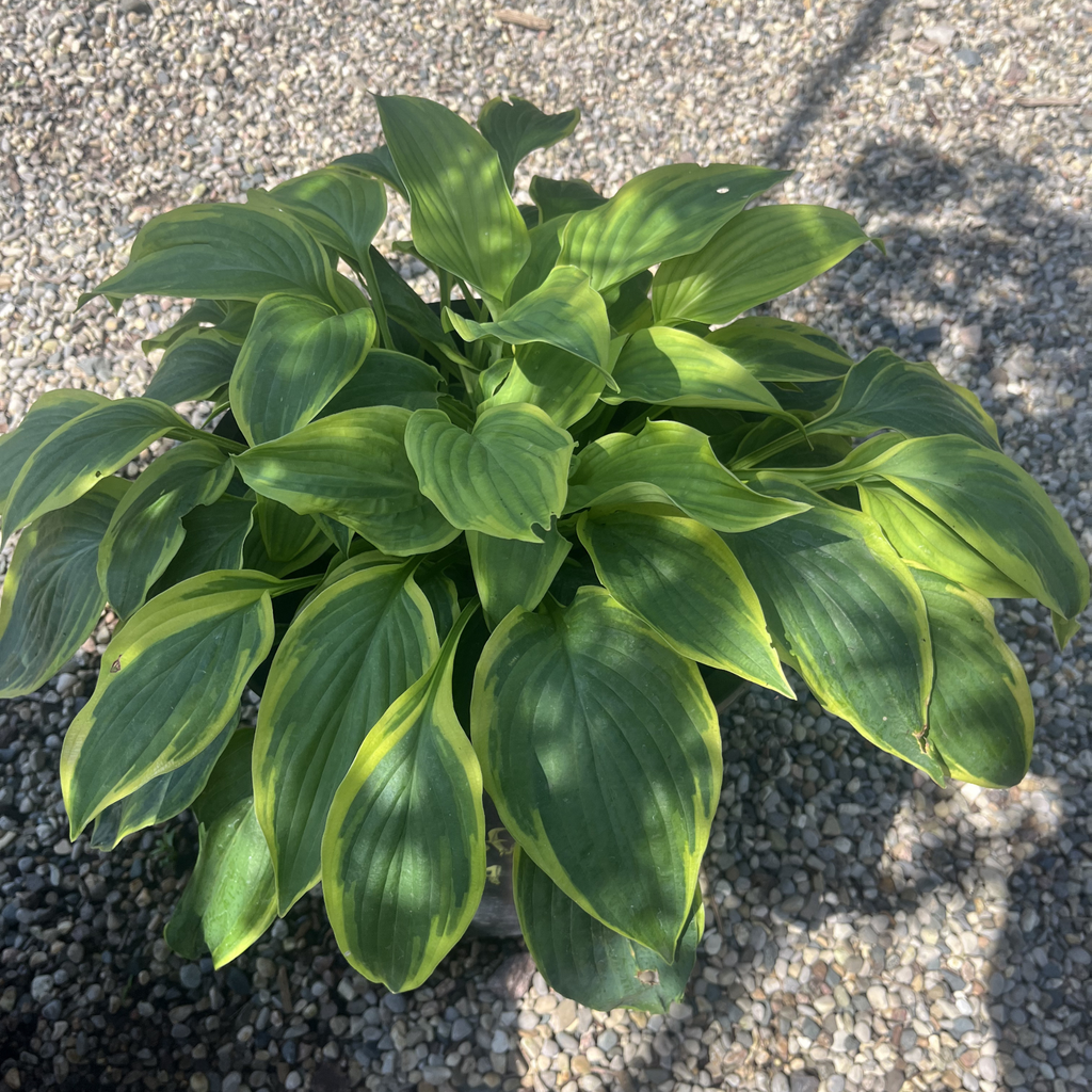 Satisfaction Hosta