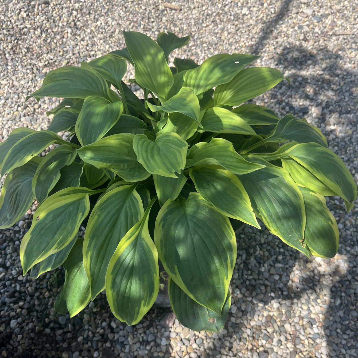Satisfaction Hosta