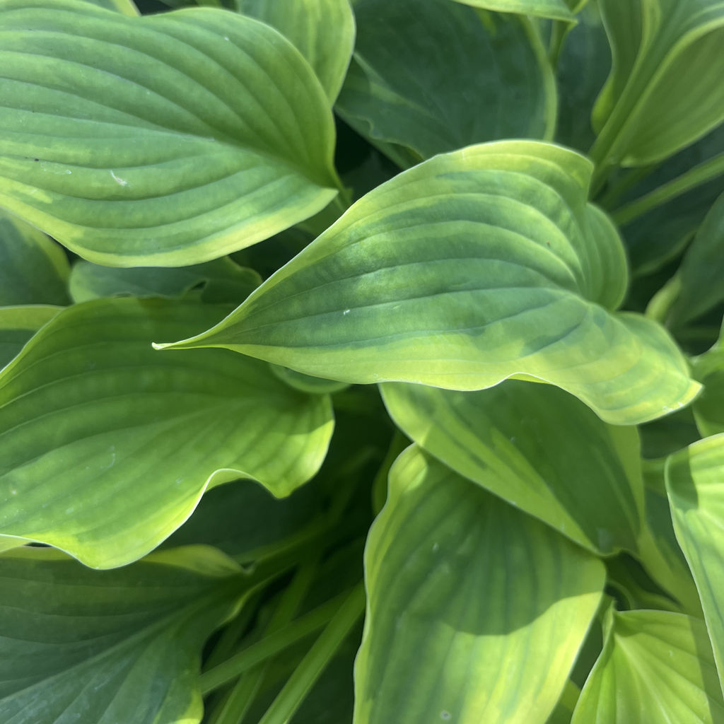 Satisfaction Hosta