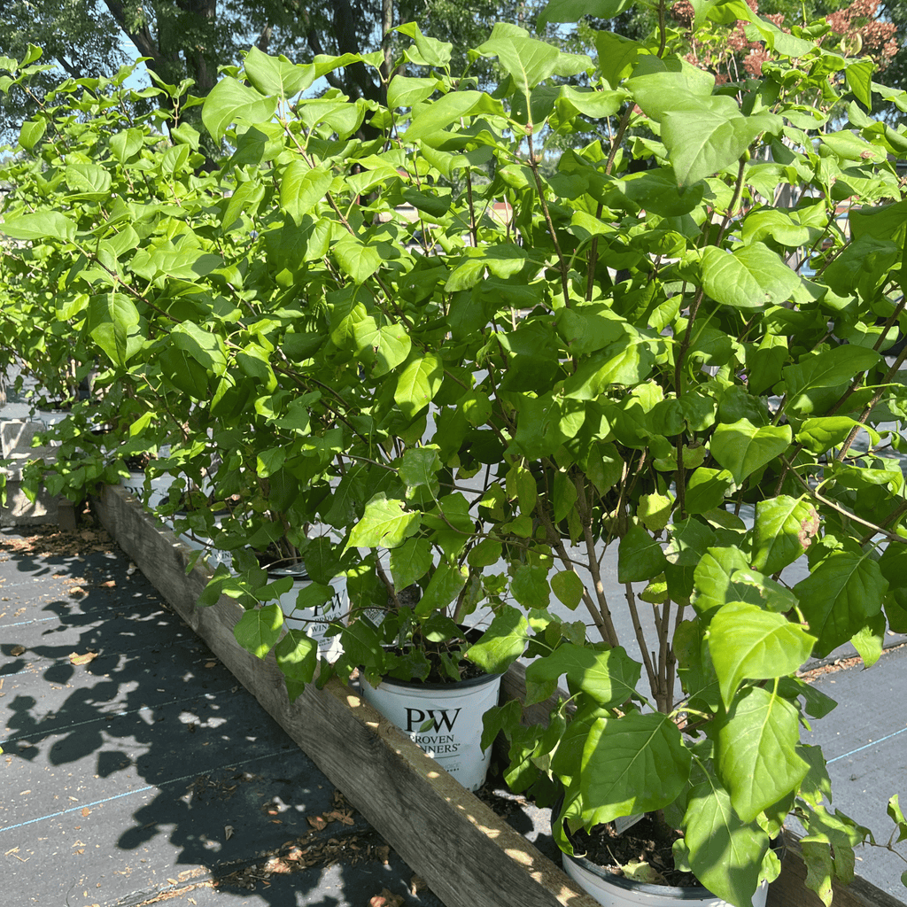 Scentara Double Blue Lilac