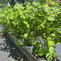 Scentara Double Blue Lilac