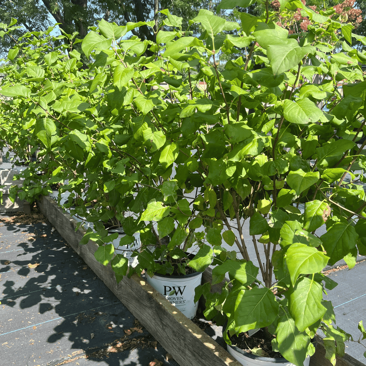 Scentara Double Blue Lilac