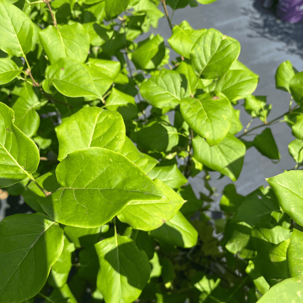 Scentara Double Blue Lilac