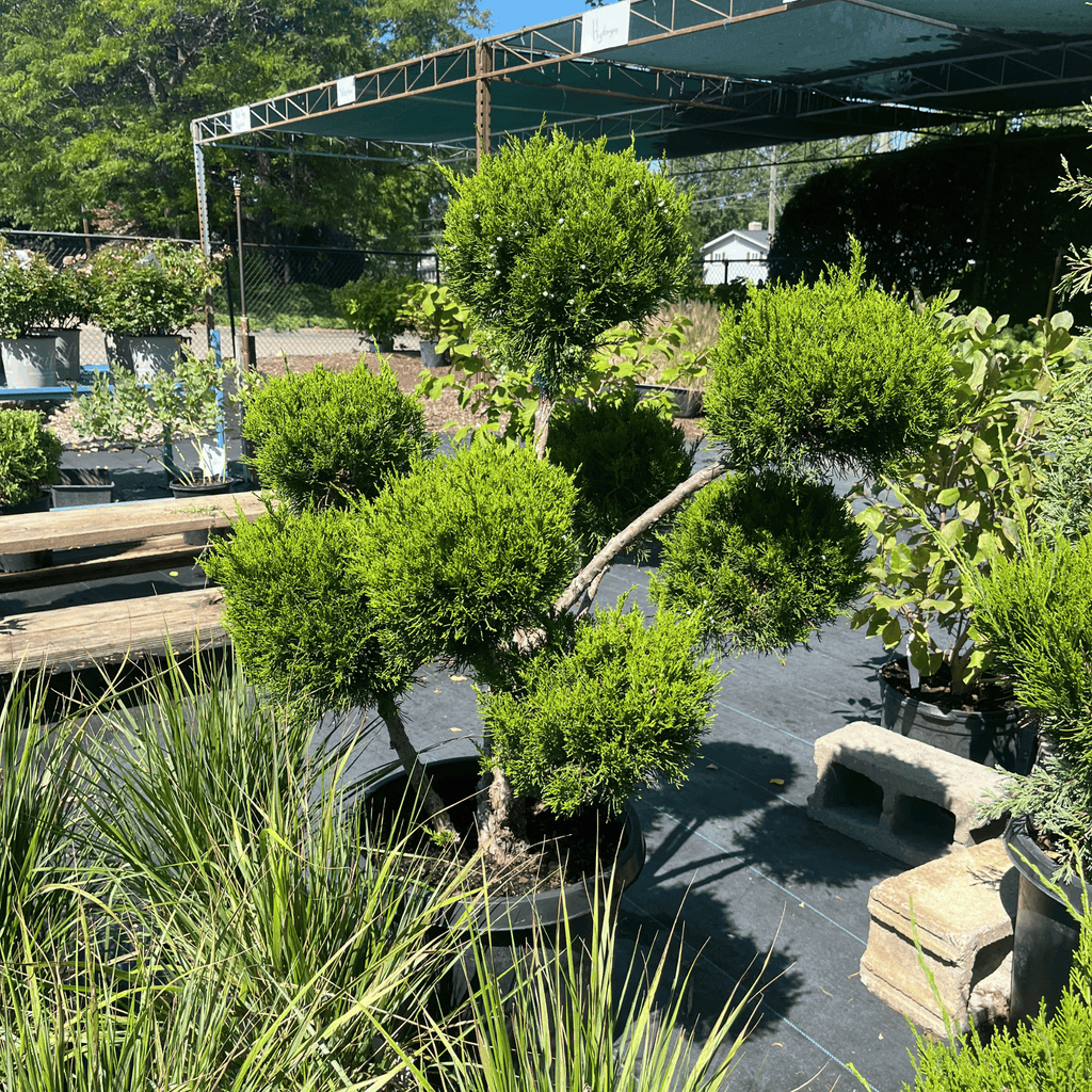 Sea Green Pom Pom Juniper