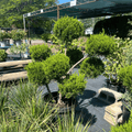 Sea Green Pom Pom Juniper