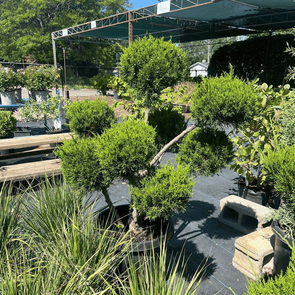 Sea Green Pom Pom Juniper
