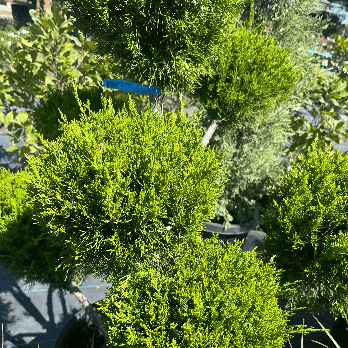 Sea Green Pom Pom Juniper