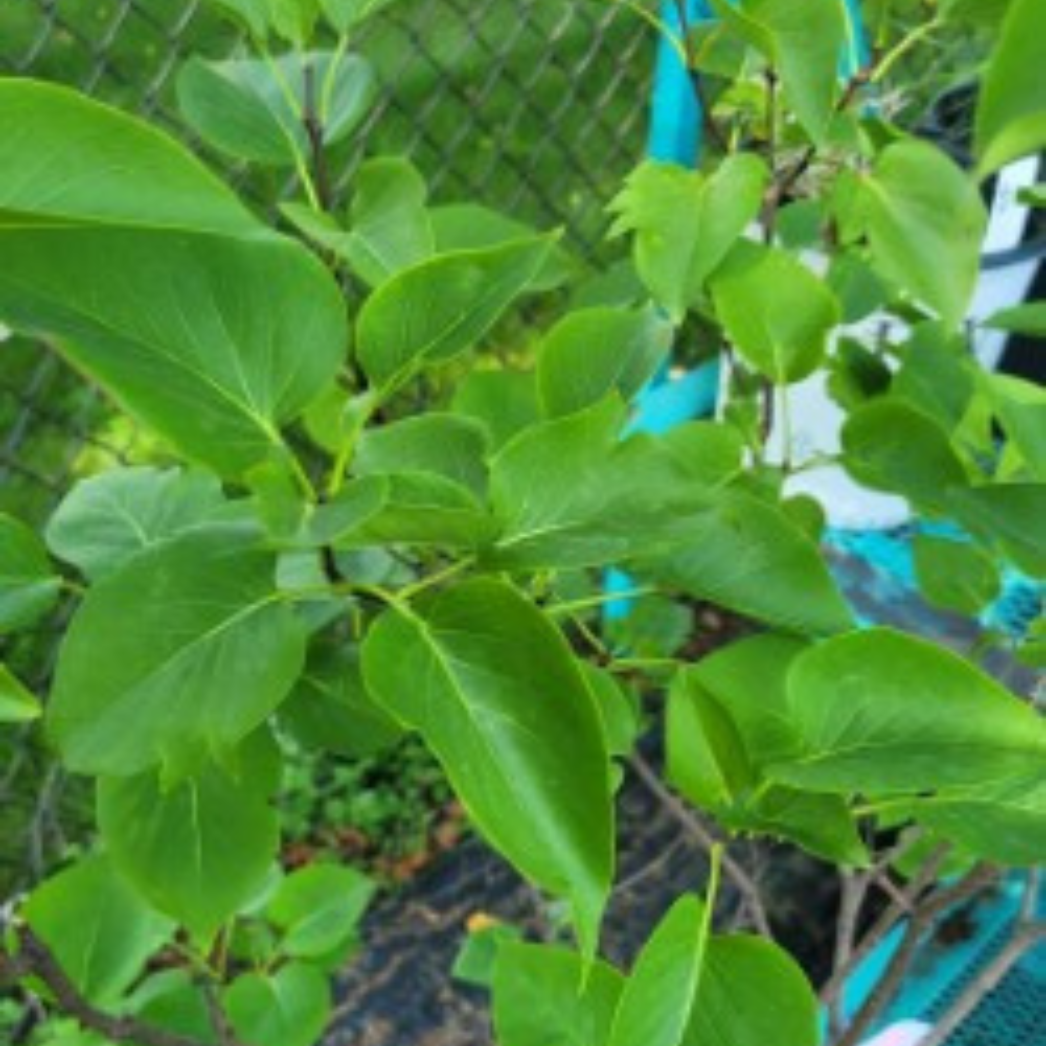 Sensation Lilac