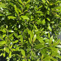 Shamrock Inkberry Holly