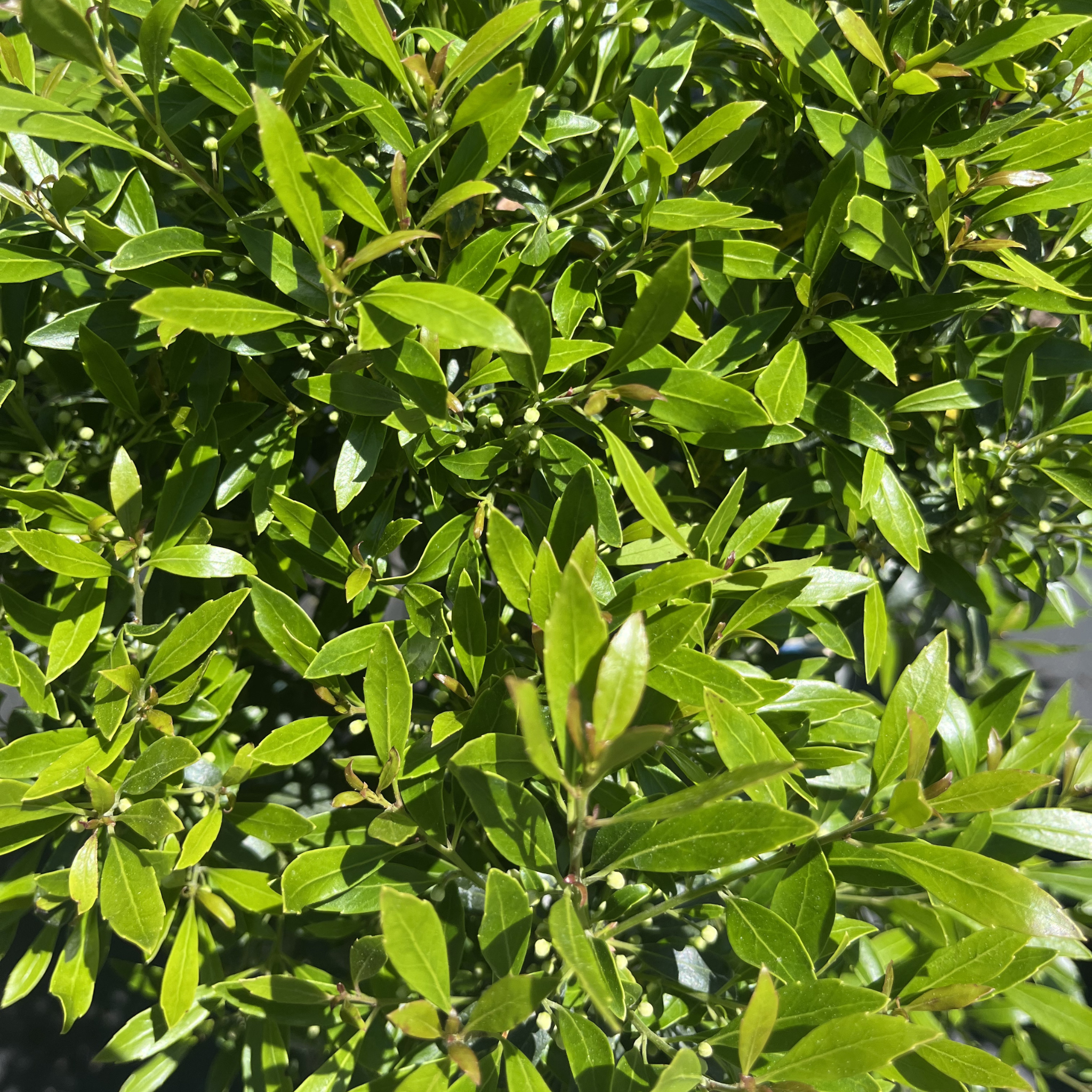 Shamrock Inkberry Holly