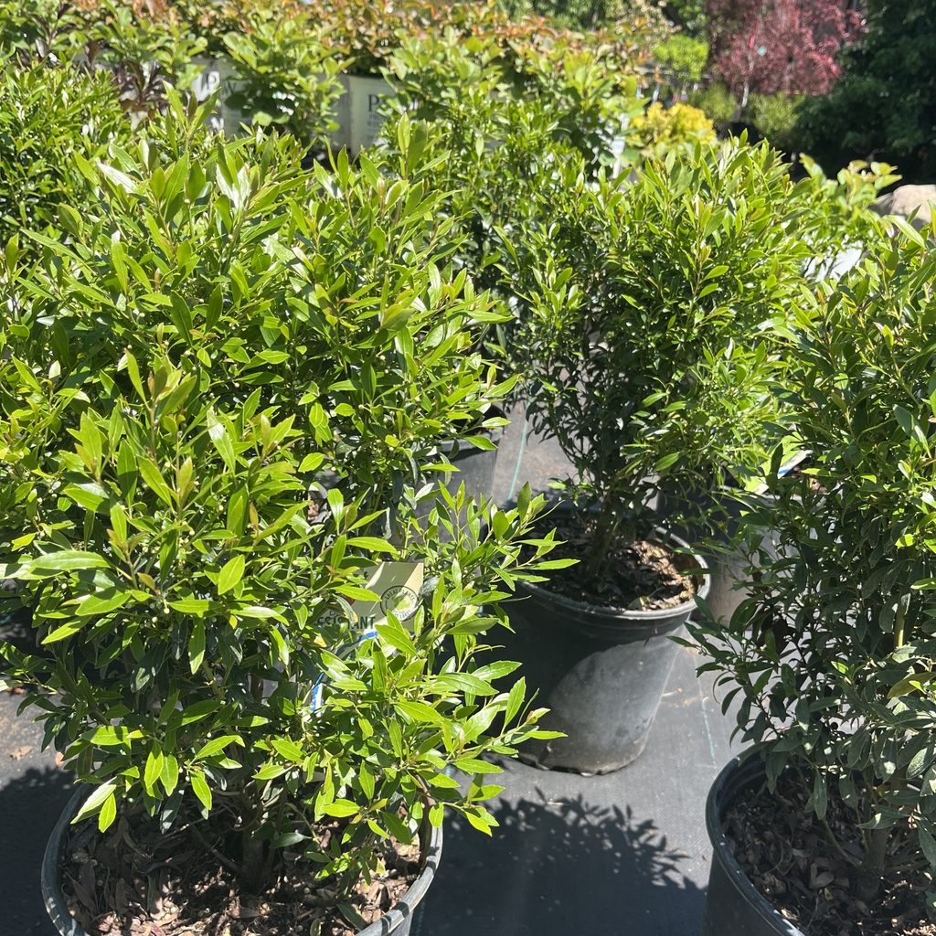 Shamrock Inkberry Holly