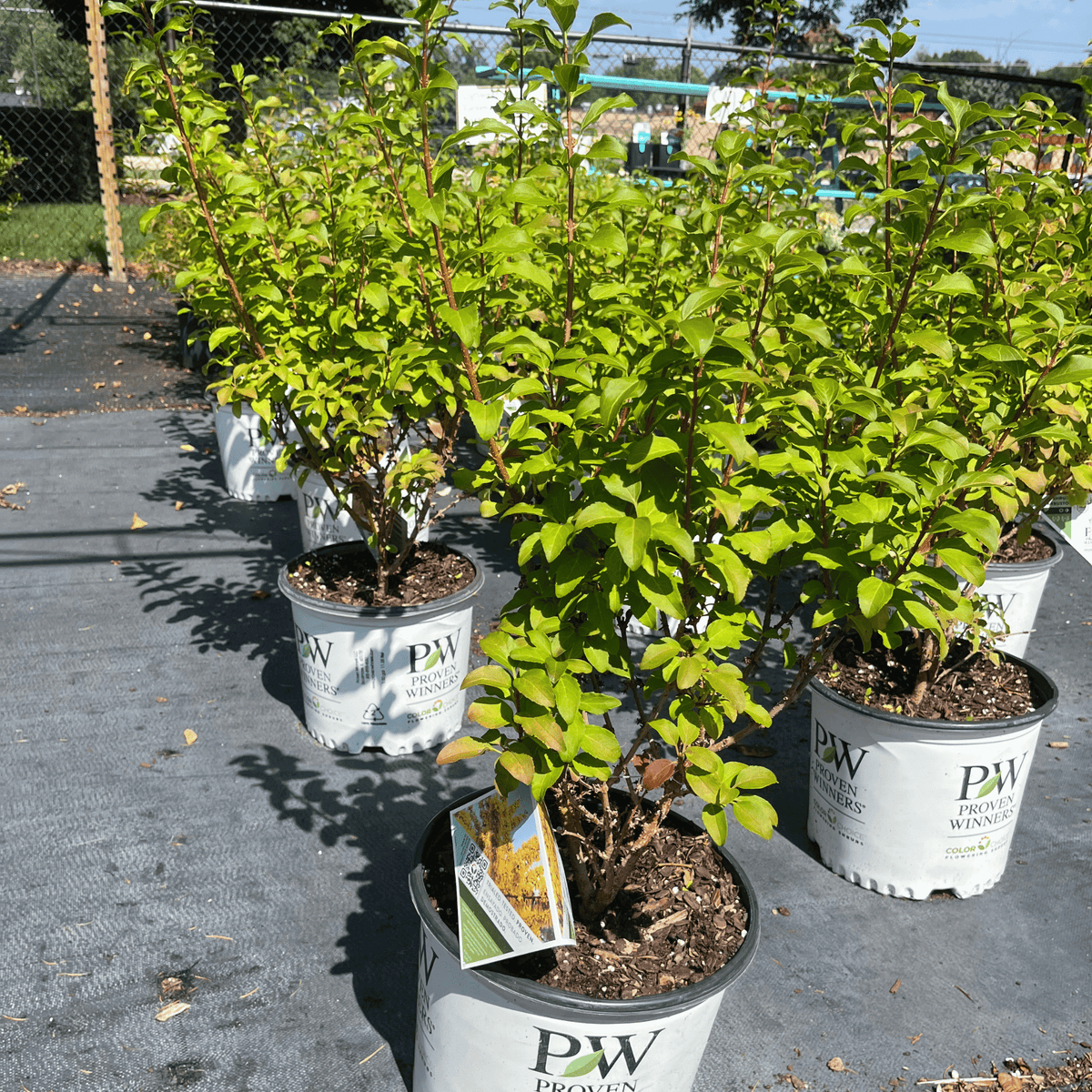 Show off Forsythia