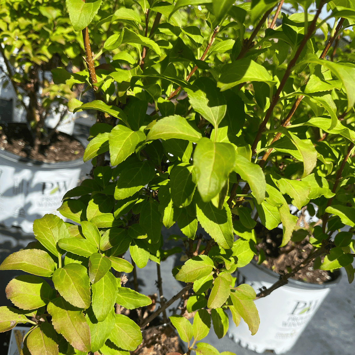 Show off Forsythia