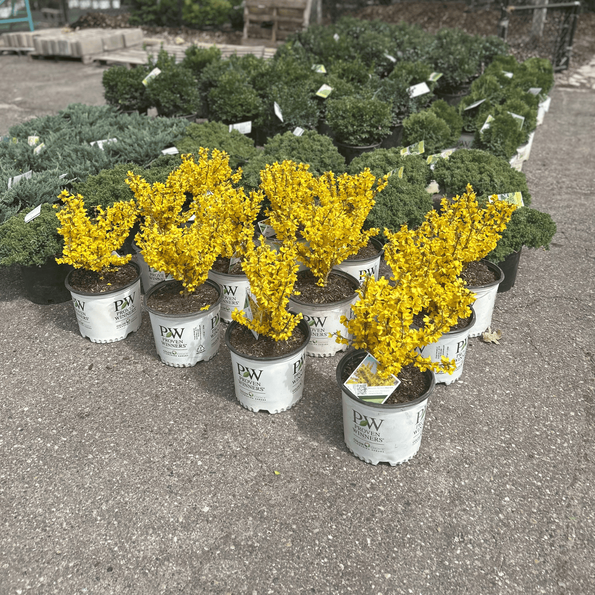 Show off Forsythia