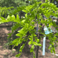 Skyline Honeylocust