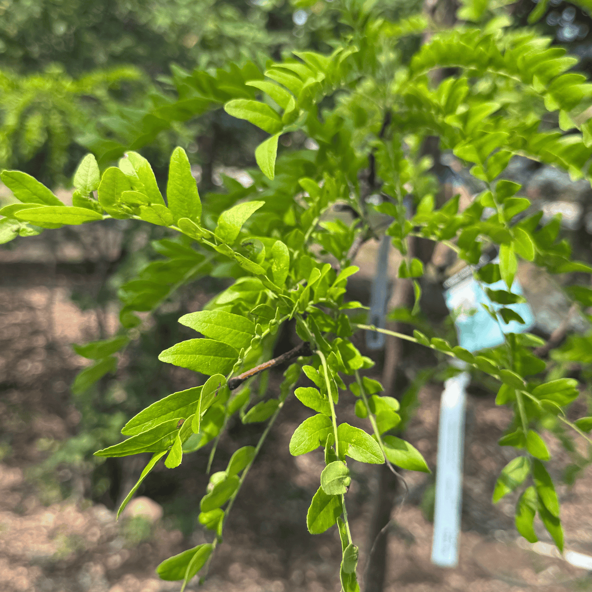 Skyline Honeylocust