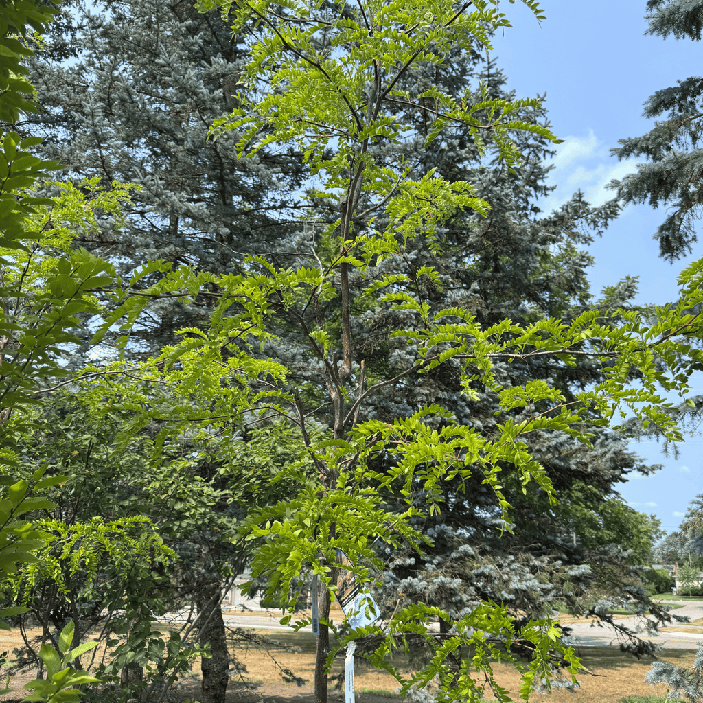 Skyline Honeylocust