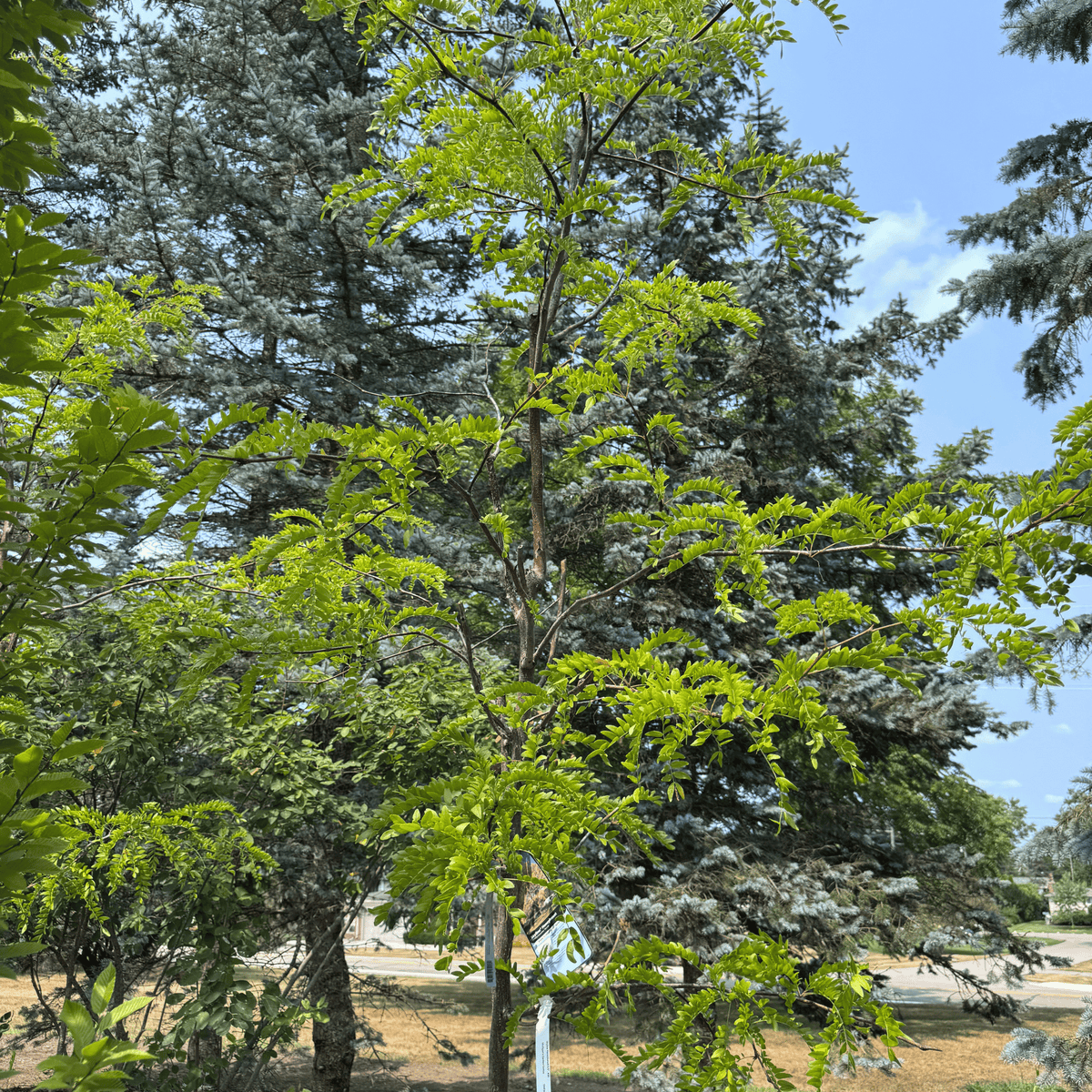 Skyline Honeylocust