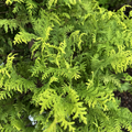 Soft Serve Gold Cypress