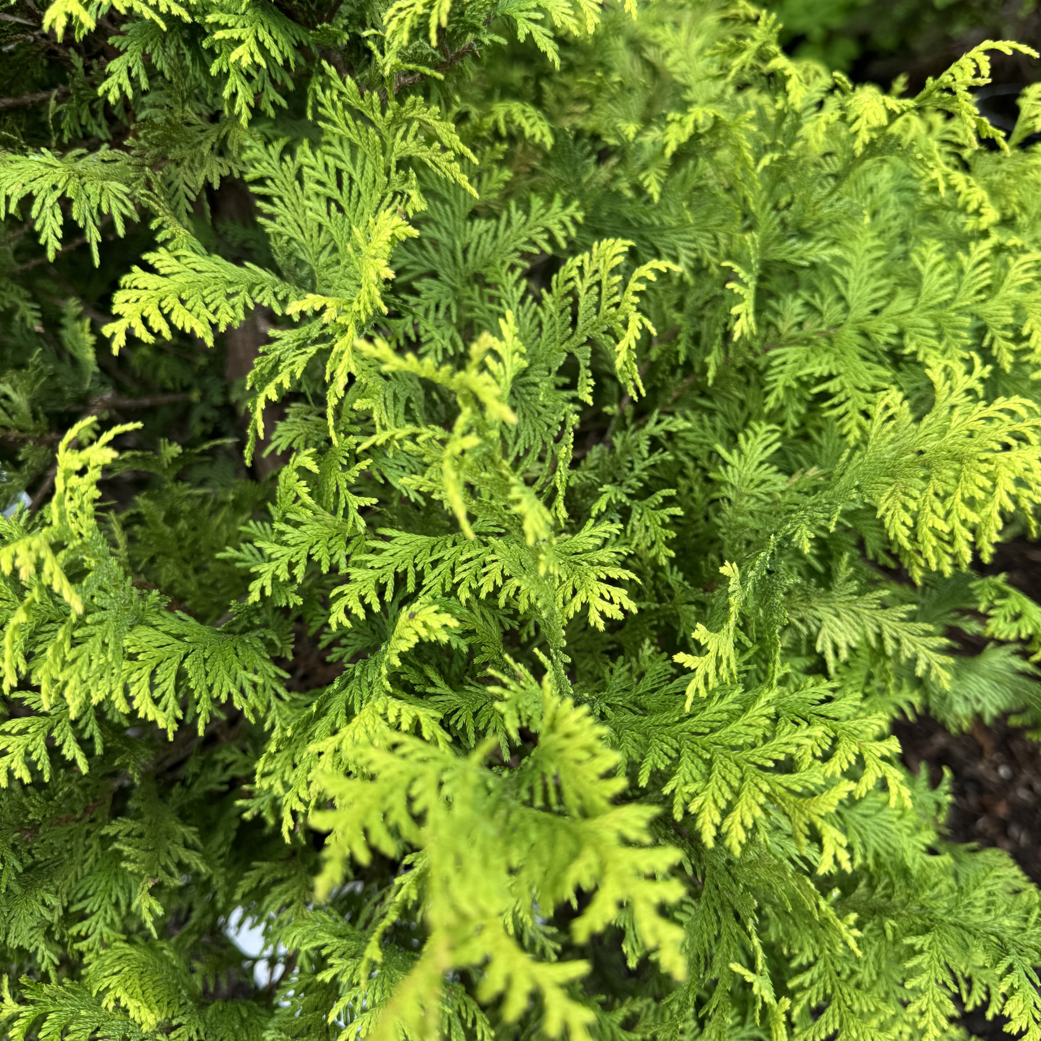 Soft Serve Gold Cypress