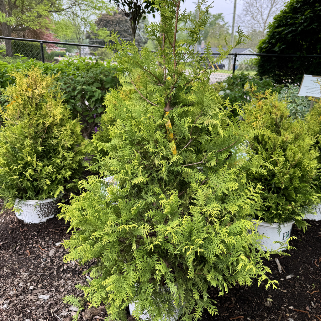 Soft Serve Gold Cypress