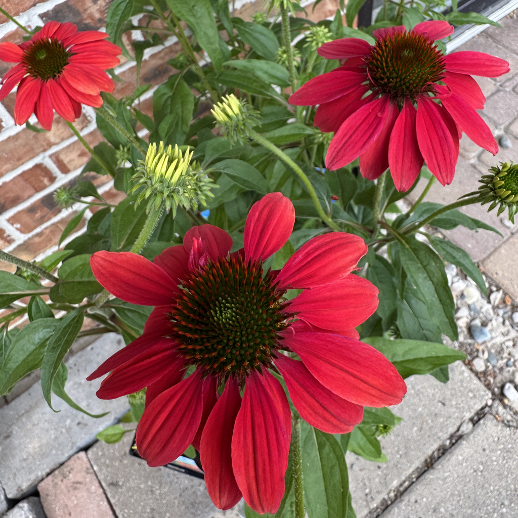 Sombrero Tres Amigos Echinacea