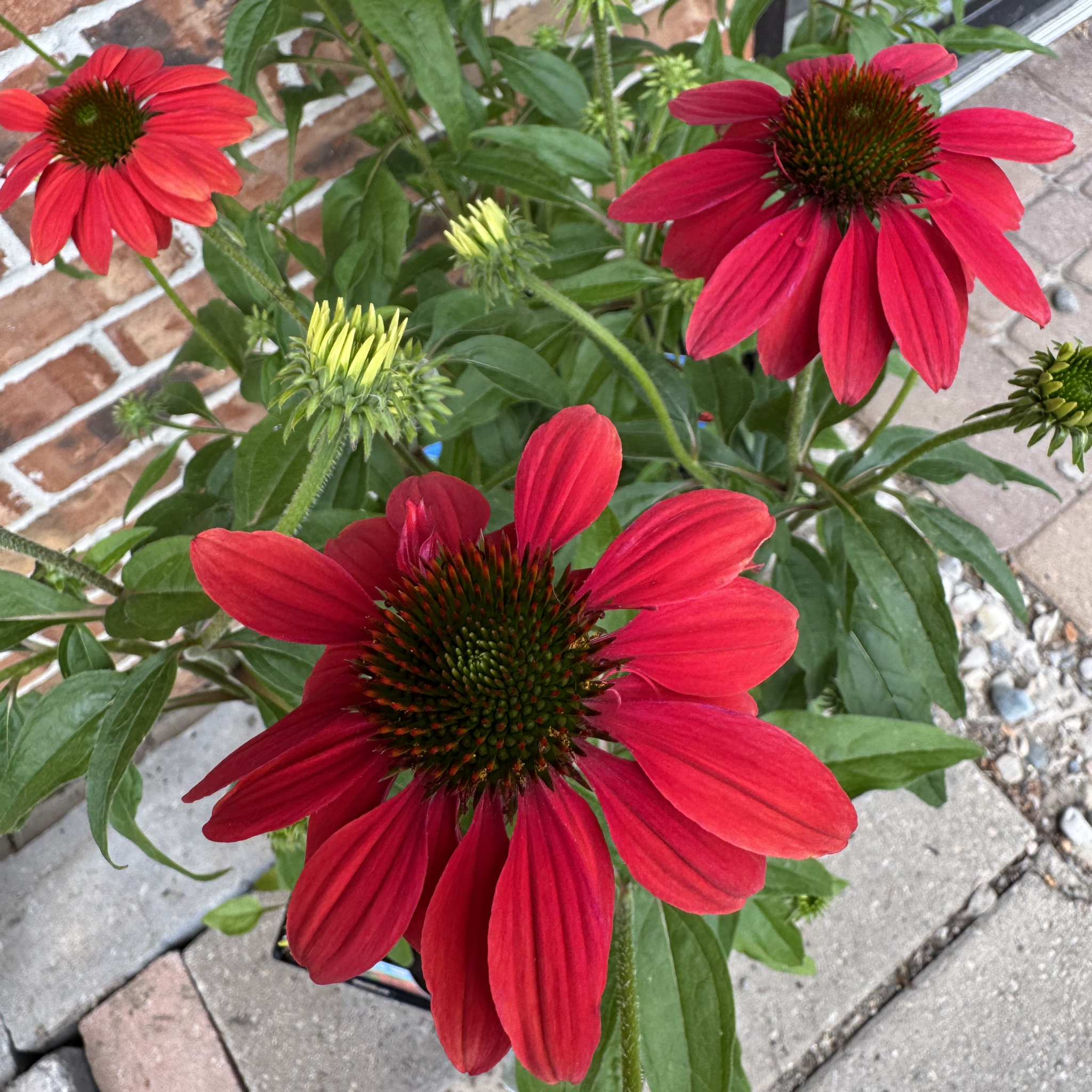 Sombrero Tres Amigos Echinacea