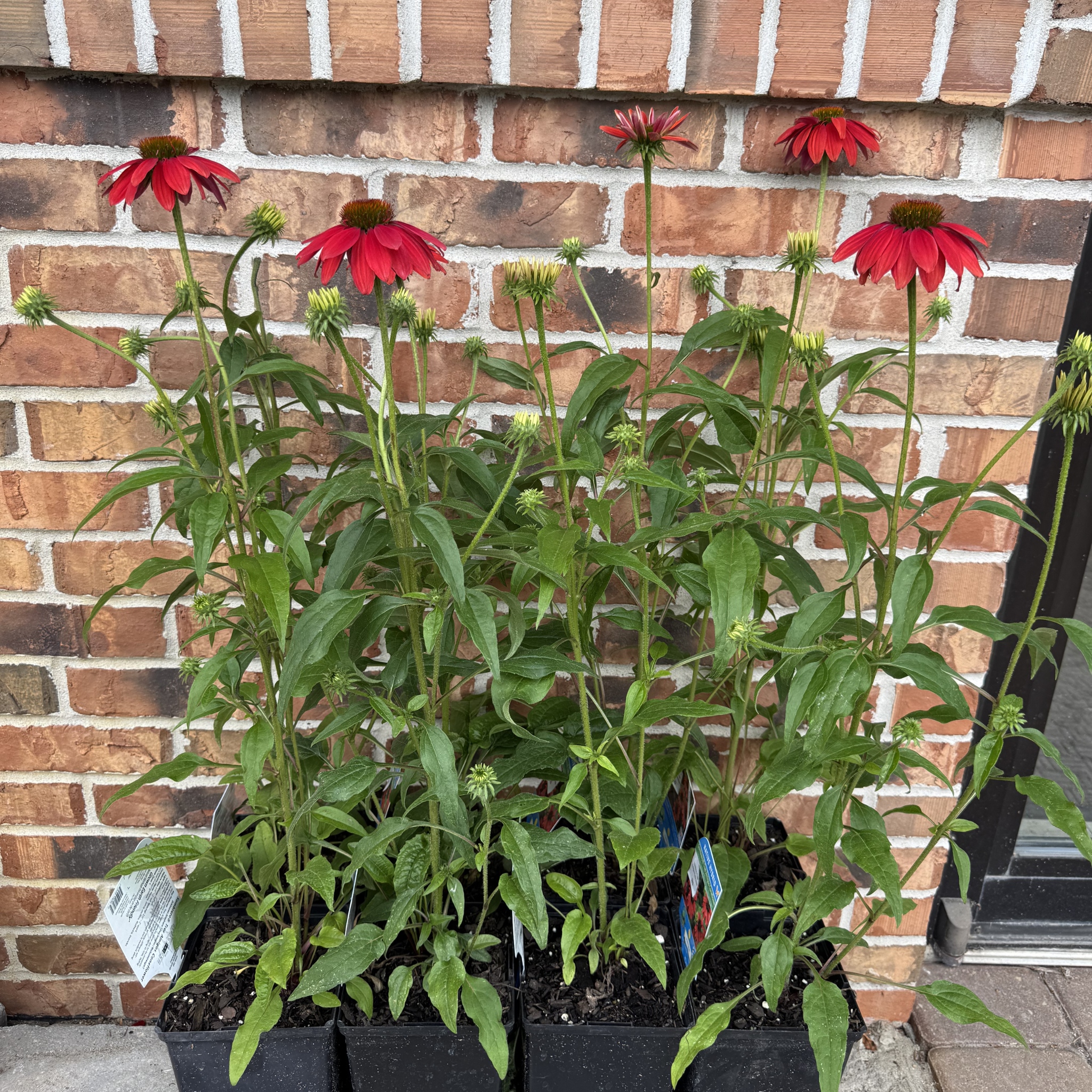 Sombrero Tres Amigos Echinacea