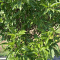 Sparkling Sprite Crabapple