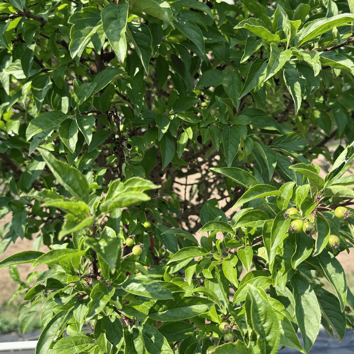Sparkling Sprite Crabapple