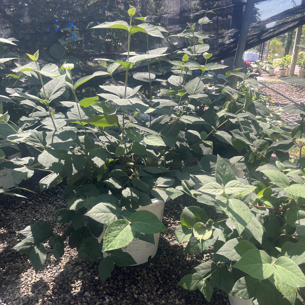 Spice Baby Viburnum