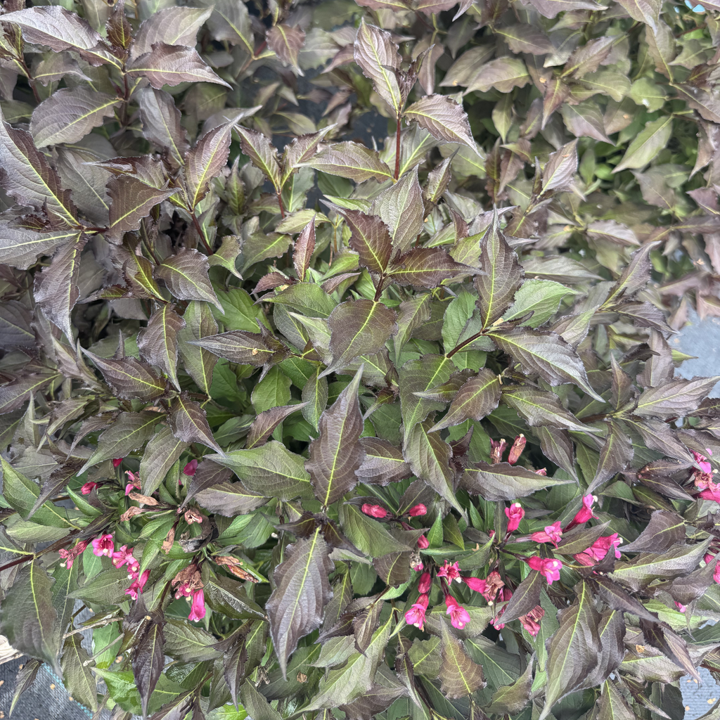 Spilled Wine Weigela