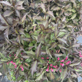 Spilled Wine Weigela
