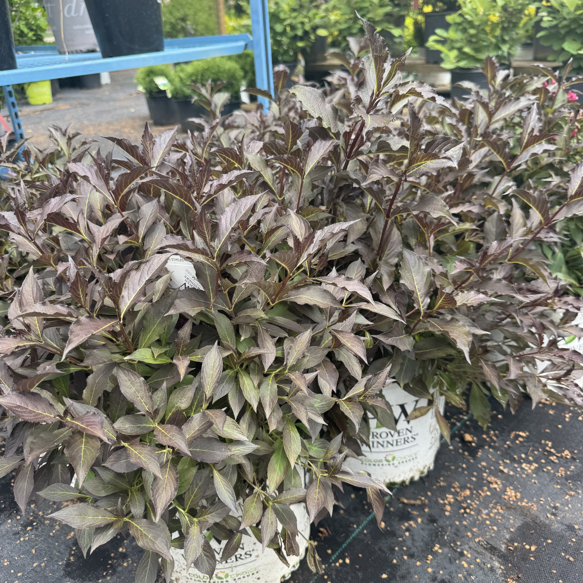 Spilled Wine Weigela